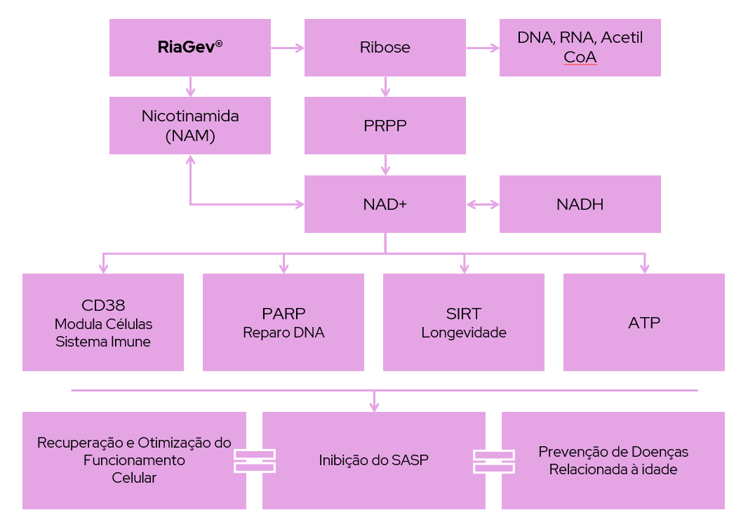RiaGev | Grupo Medless